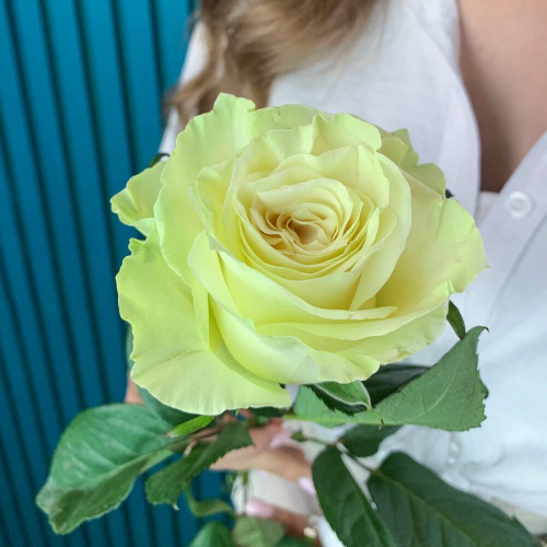 Комплимент из белой эквадорской розы – элегантность в каждом лепестке Златоуст Челябинская область